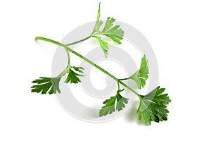 Branch with fresh parsley leaves isolated on white background. Greens close up