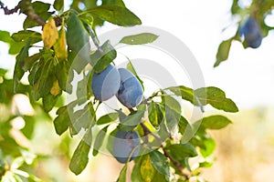 A sprig of fresh prunes