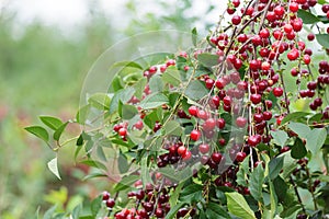 Branch of fresh red cherries on tree in orchard garden