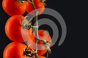 Branch of fresh red cherry tomatoes isolated