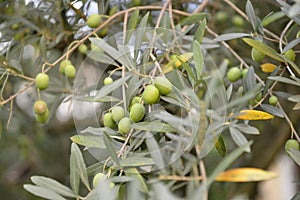 Branch with fresh ripe olives. Mediterranean olive trees garden