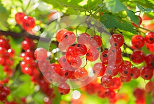 branch of fresh ripe red currant on bush photo