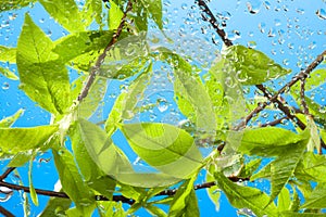 Branch with fresh spring leaves and sky