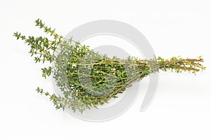 A branch of fresh thyme