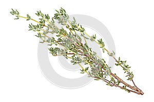 Branch of fresh thyme spice isolated on white background. Fragrant thyme