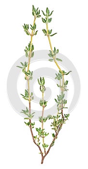 Branch of fresh thyme spice isolated on white background, top view. Twig of thyme