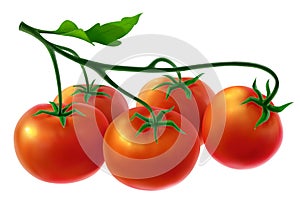 Branch with fresh tomatoes