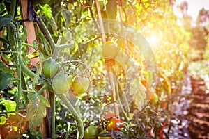 Branch of fresh tomatoes hanging on trees in organic farm, Bali island. Organic tomato plantation.