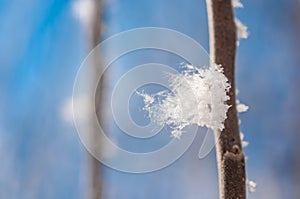 Branch with frost snowflakes