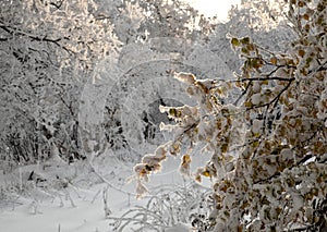 Branch of frozen birch tree
