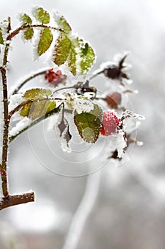 Branch of frozen dog-rose