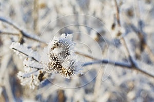 A branch of frozen flower heads stood together in the fog of winter.