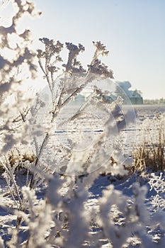 A branch of frozen flower heads stood together in the fog of winter.