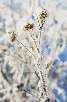 A branch of frozen flower heads stood together in the fog of winter.