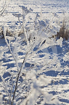 A branch of frozen flower heads stood together in the fog of winter.