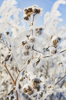 A branch of frozen flower heads stood together in the fog of winter.