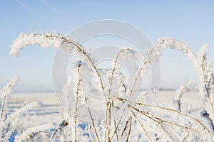 A branch of frozen flower heads stood together in the fog of winter.