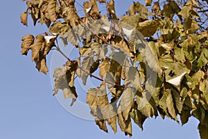 Branch with frozen leaves.