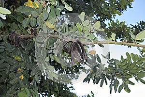 Branch with fruit of Ceratonia siliqua tree