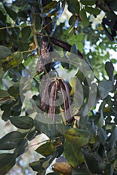 Branch with fruit of Ceratonia siliqua tree