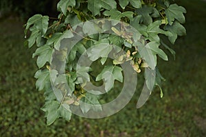 Acer campestre fruit
