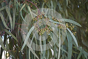 Branch with green leaves of Eucalyptus