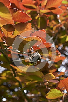 Branch with fruit of Fagus sylvatica tree