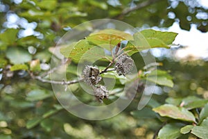 Branch with fruit of Fagus sylvatica tree