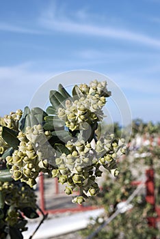 Branch with fruit of Metrosideros excelsa shrub