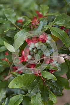 Branch with fruit of Ochna serrulata shrub