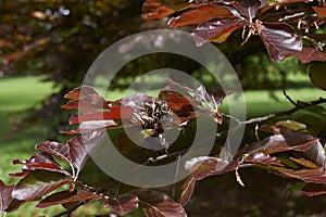 Branch with fruit and red foliage Fagus sylvatica
