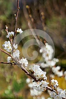 Branch of the fruit tree blooms with white flowers. Close-up