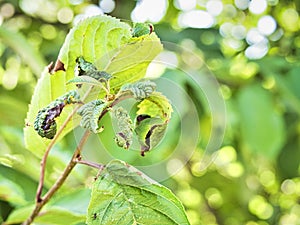 Branch of fruit tree with wrinkled leaves affected by black aphid. Cherry aphids, black fly on cherry tree