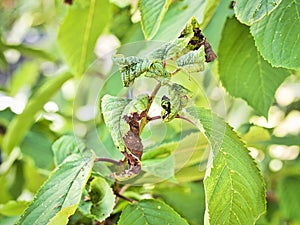 Branch of fruit tree with wrinkled leaves affected by black aphid. Cherry aphids, black fly on cherry tree