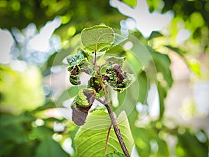 Branch of fruit tree with wrinkled leaves affected by black aphid. Cherry aphids, black fly on cherry tree