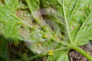 Branch of fruit tree with wrinkled leaves affected by black aphid. Cherry aphids, black fly on cherry tree, severe