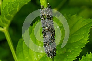 Branch of fruit tree with wrinkled leaves affected by black aphid. Cherry aphids, black fly on cherry tree, severe