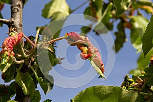 Branch of fruit tree with wrinkled leaves affected by black aphid. Cherry aphids, black fly on cherry tree, severe