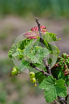 Branch of fruit tree with wrinkled leaves affected by black aphid. Cherry aphids, black fly on cherry tree, severe