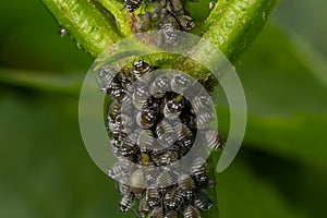 Branch of fruit tree with wrinkled leaves affected by black aphid. Cherry aphids, black fly on cherry tree, severe