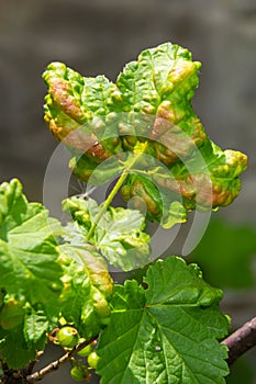 Branch of fruit tree with wrinkled leaves affected by black aphid. Cherry aphids, black fly on cherry tree, severe