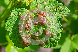 Branch of fruit tree with wrinkled leaves affected by black aphid. Cherry aphids, black fly on cherry tree, severe