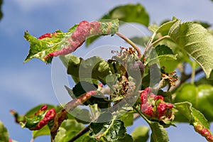 Branch of fruit tree with wrinkled leaves affected by black aphid. Cherry aphids, black fly on cherry tree, severe