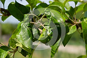 Branch of fruit tree with wrinkled leaves affected by black aphid. Cherry aphids, black fly on cherry tree, severe