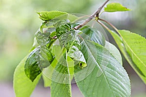 Branch of fruit tree with wrinkled leaves affected by black aphid. Cherry aphids, black fly on cherry tree, severe damage from