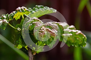 Branch of fruit tree with wrinkled leaves affected by black aphid. Cherry aphids, black fly on cherry tree, severe damage from