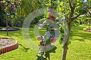 Branch of fruitful plum on a summer background