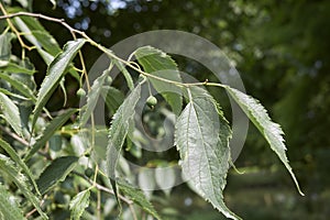 Branch with fruits of Celtis australis tree photo