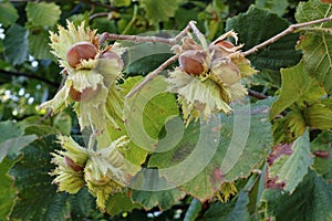 Branch with fruits of common hazel