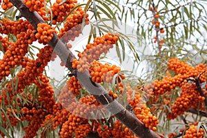 Branch with fruits of sea buckthorn